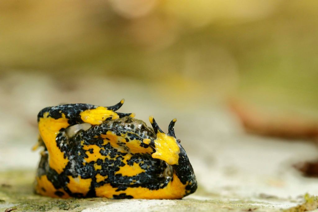 Ululone appenninico...una siccit da sfruttare